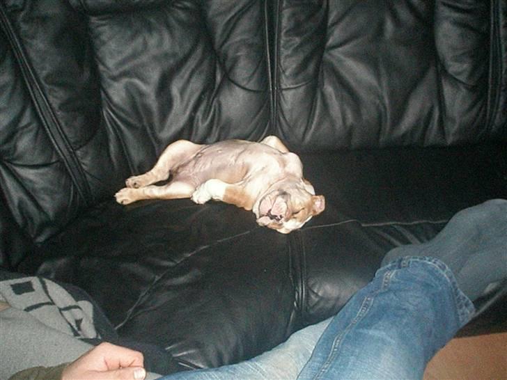 Engelsk bulldog ludwig billede 4