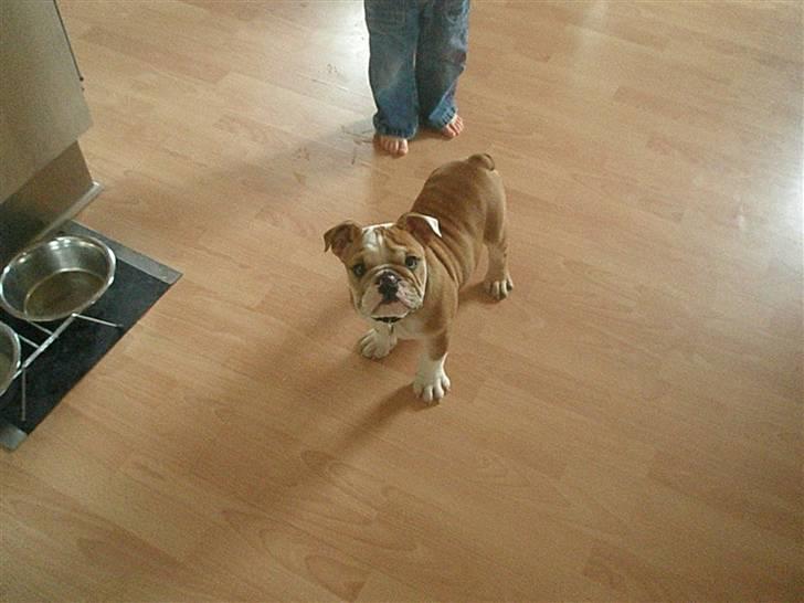 Engelsk bulldog ludwig billede 5