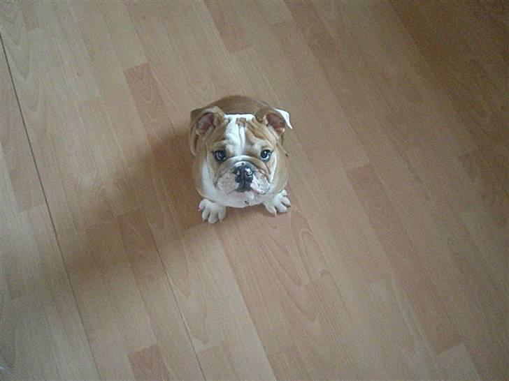 Engelsk bulldog ludwig billede 6