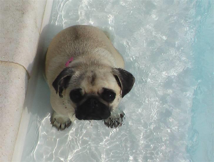 Mops Yvonne (udstationeret) - puha, det var en lang svømmetur billede 1