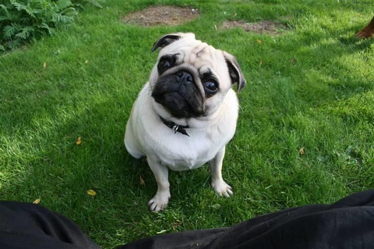 Mops Yvonne (udstationeret) - Hvad er det du siger til mig? billede 3