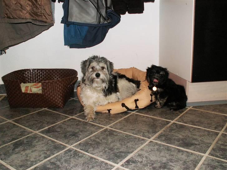 Løwchen Jolly billede 3