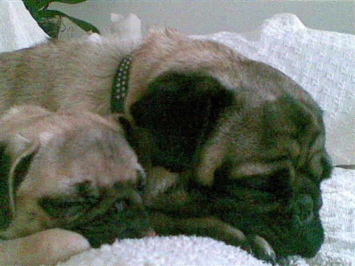 Mops Yvonne (udstationeret) - Ligger lige og får en lur sammen med min storebror. billede 5