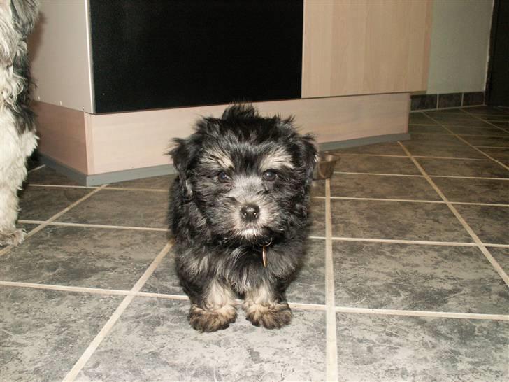 Løwchen Jolly billede 4