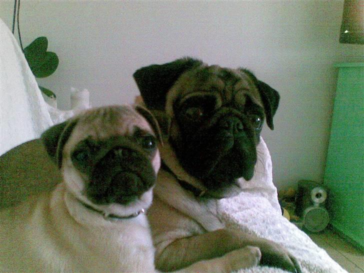 Mops Yvonne (udstationeret) - Er vi ikke søde sammen? billede 6