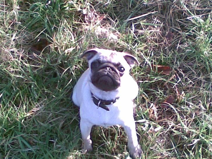 Mops Yvonne (udstationeret) - Tag nu det billed mor, så jeg kan få min godbid. billede 8