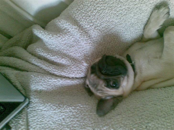 Mops Yvonne (udstationeret) - Og så sover jeg lidt igen. billede 9