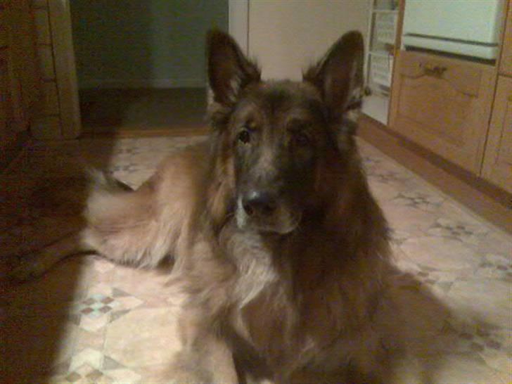 Schæferhund Niko *død* :'( --min--- - Dagen inden han blev aflivet.. R.I.P min skat..  billede 9