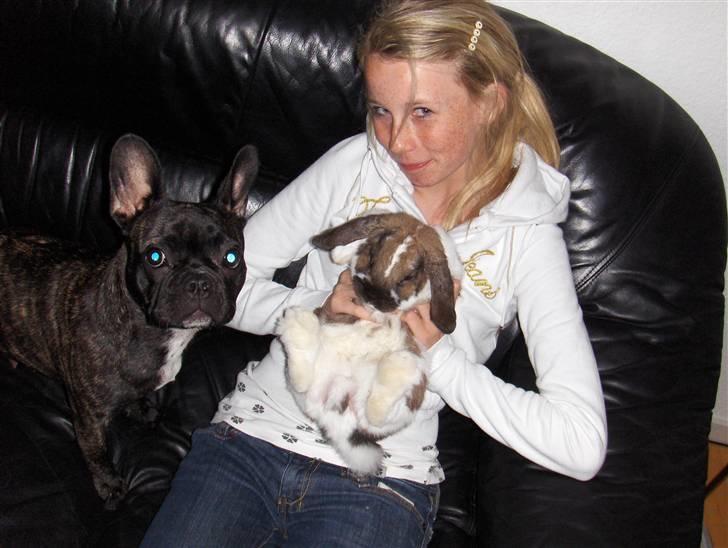 Fransk bulldog Molly - Molly, Maria og Konrad hygger sig... billede 8