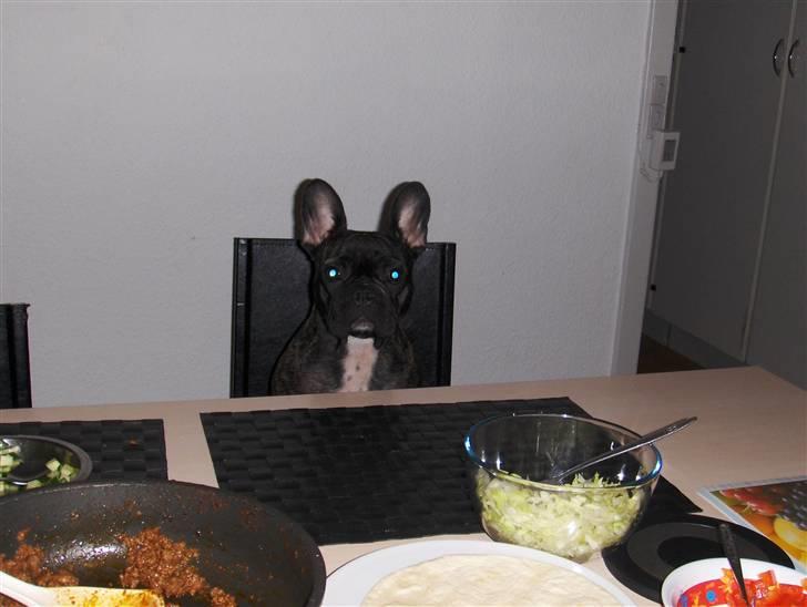 Fransk bulldog Molly - Hehe skøre hund billede 9