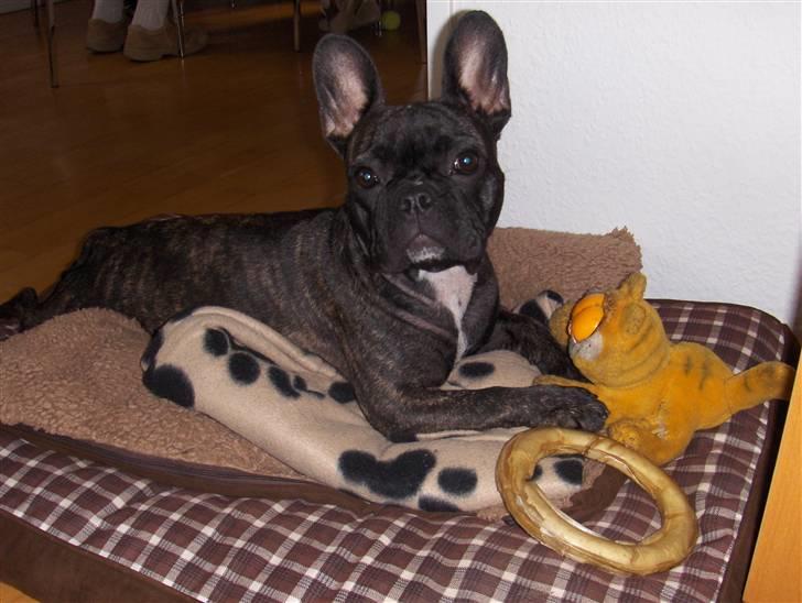 Fransk bulldog Molly billede 10