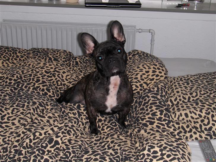 Fransk bulldog Molly billede 11