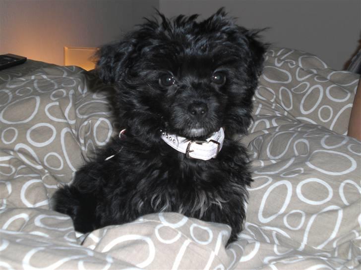 Chinese crested powder puff Chili - Chili i min seng :-) billede 1