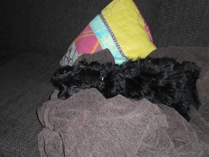 Chinese crested powder puff Chili - sover til middag billede 2