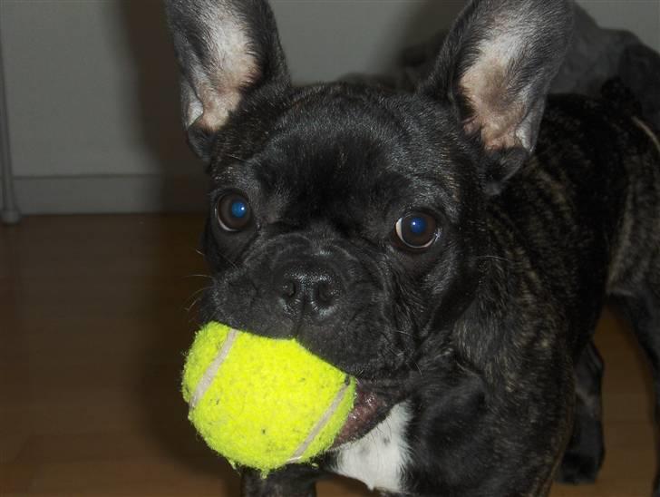 Fransk bulldog Molly - <3 billede 12