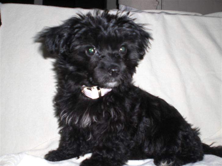 Chinese crested powder puff Chili - Chili sidder model billede 3