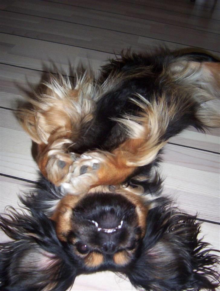 Blanding af racer Pippi billede 11