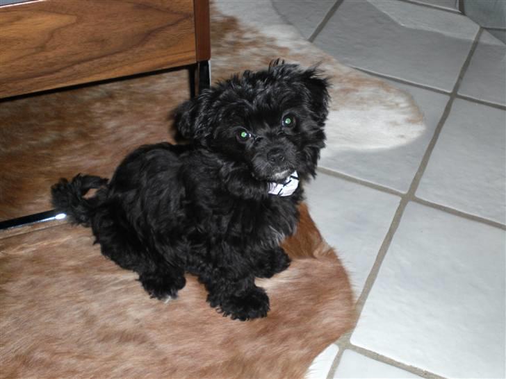 Chinese crested powder puff Chili - Flere go´bider, tak billede 4