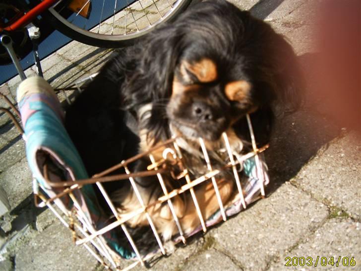 Blanding af racer Pippi - hun kan godt lide at ligge i en lille kasse eller en lille cykelkurv som her på billeddet. billede 12