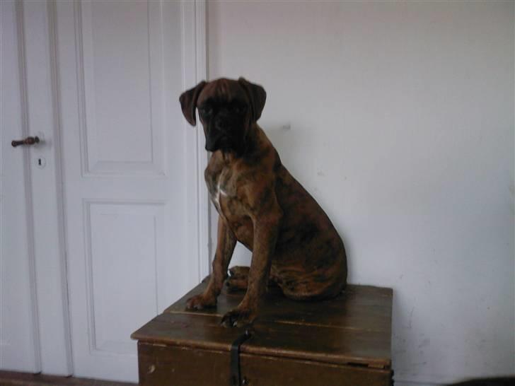 Boxer Kaj - Se jeg er blevet stor... billede 13