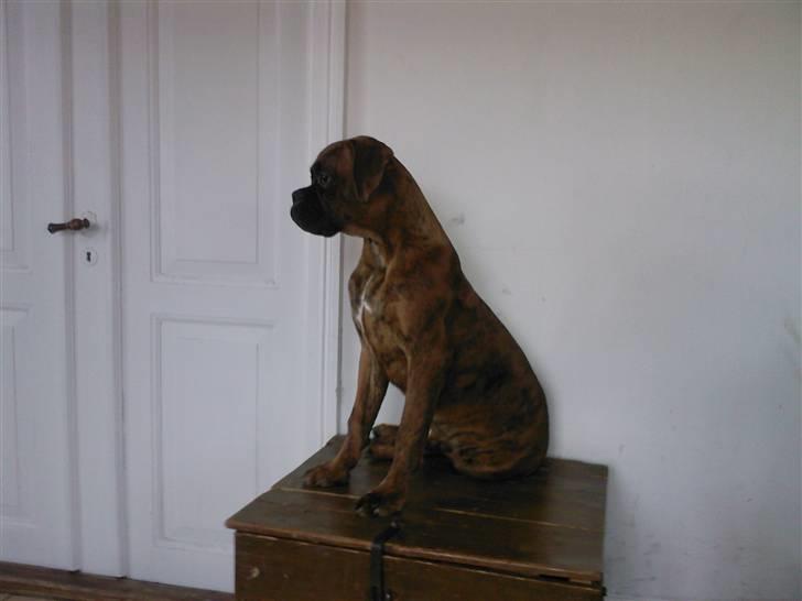 Boxer Kaj billede 14