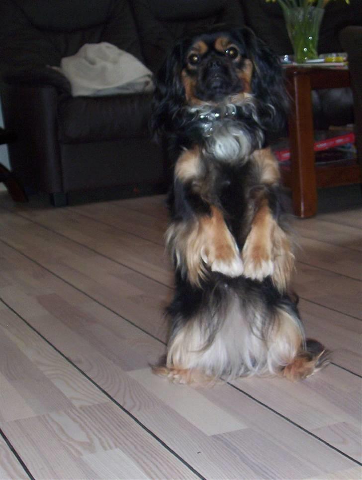 Blanding af racer Pippi - her sidder hun op, og hun er faktisk meget god til at holde balancen. billede 13