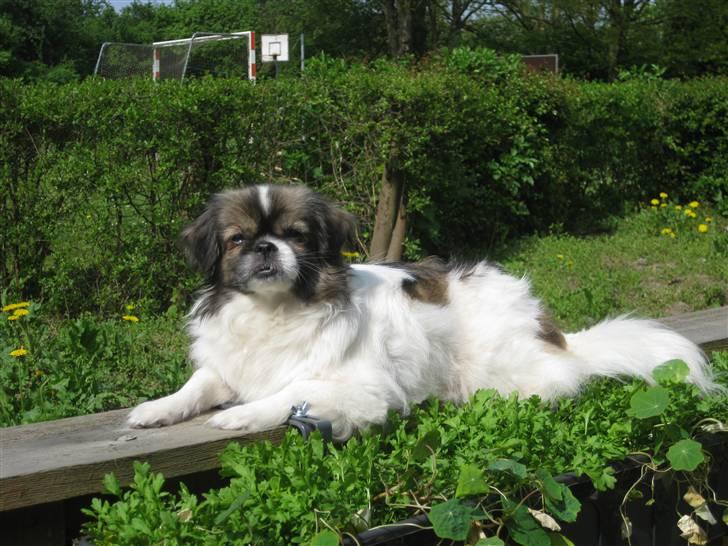 Tibetansk spaniel No-Ma (Sommerlyst) billede 1