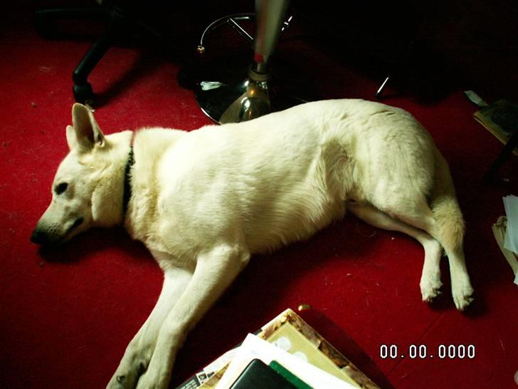 Hvid schæfer Buller billede 2