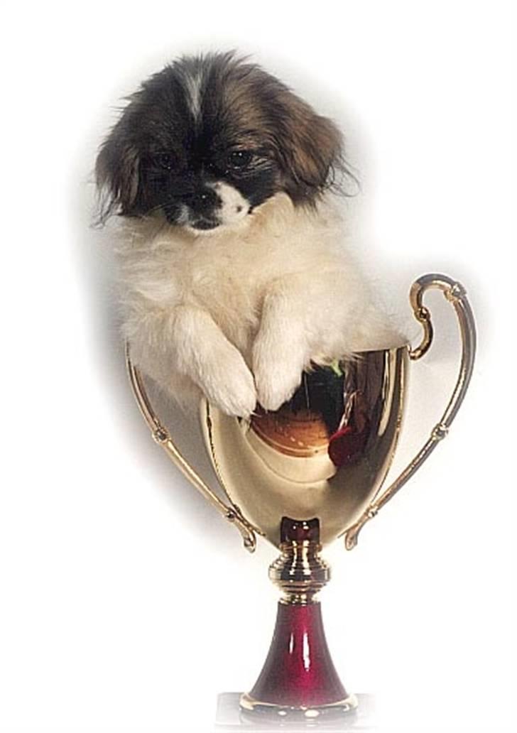 Tibetansk spaniel No-Ma (Sommerlyst) - Fotograferet i hendes egen pokal på allerførste udstilling billede 2