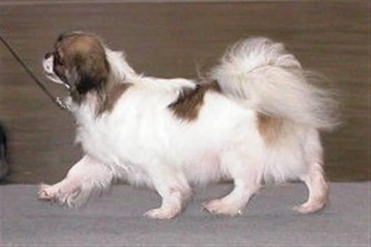 Tibetansk spaniel No-Ma (Sommerlyst) - Spadsere kan jeg skam også billede 3