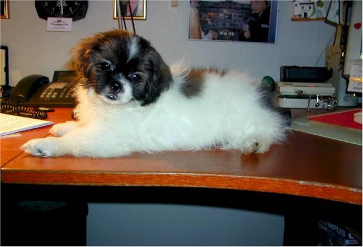 Tibetansk spaniel No-Ma (Sommerlyst) - Det var dengang hun fik lov til det billede 4