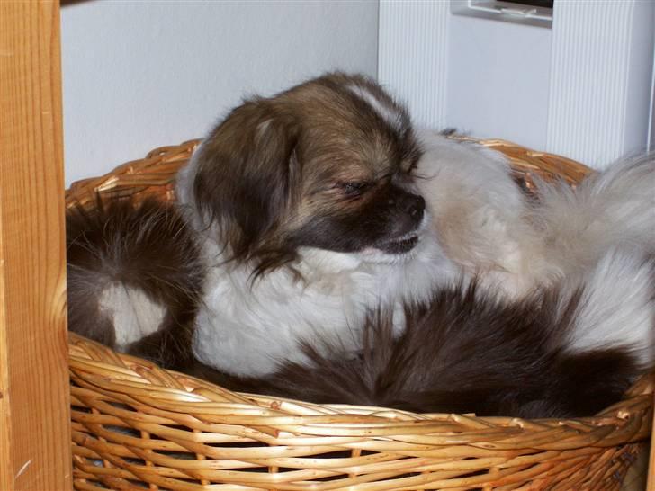 Tibetansk spaniel No-Ma (Sommerlyst) billede 5