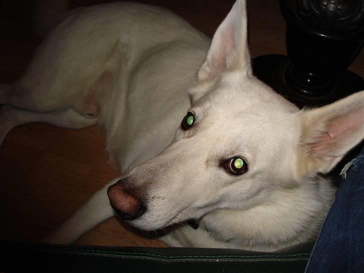 Hvid schæfer Buller billede 3