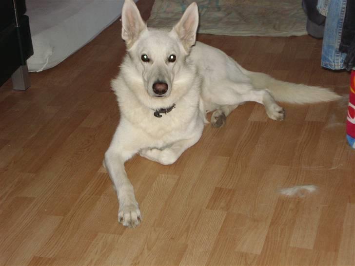 Hvid schæfer Buller billede 4