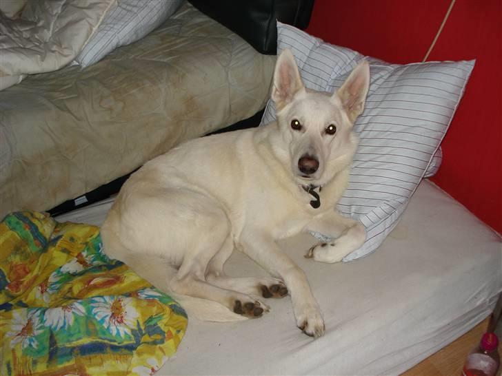 Hvid schæfer Buller billede 5