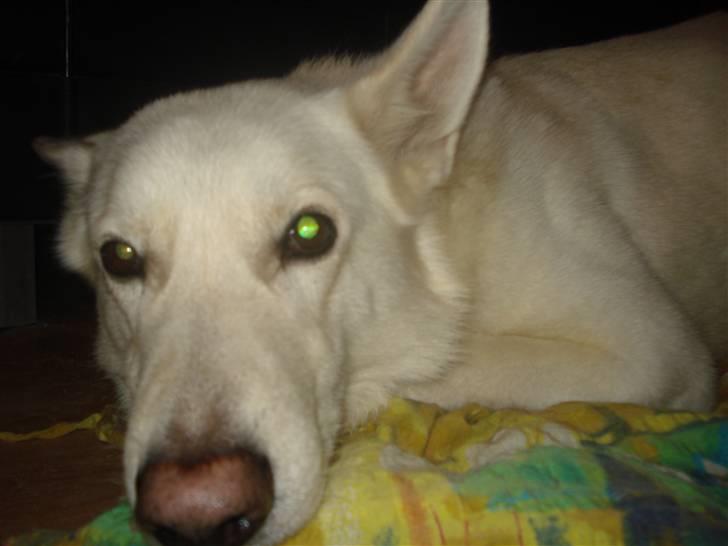 Hvid schæfer Buller billede 6