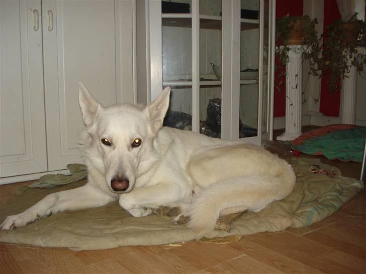 Hvid schæfer Buller billede 8