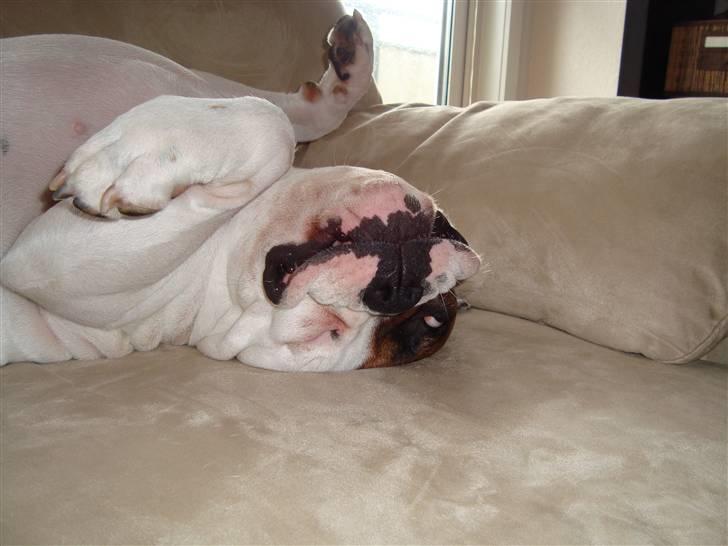 Amerikansk bulldog kenzie billede 4