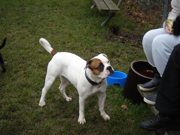 Amerikansk bulldog kenzie billede 5