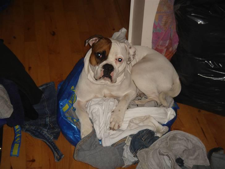 Amerikansk bulldog kenzie billede 6