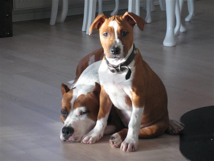 Amerikansk staffordshire terrier ¤LIEVA¤ billede 16