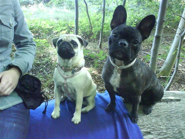 Fransk bulldog Molly - Barbie & Molly i hundeskoven.. billede 13