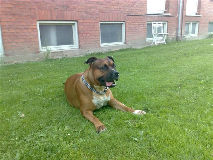 Staffordshire bull terrier Dora (ikk min mere) - er de ik søde... de er kærester griner billede 6