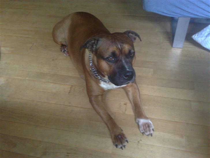 Staffordshire bull terrier Dora (ikk min mere) billede 7