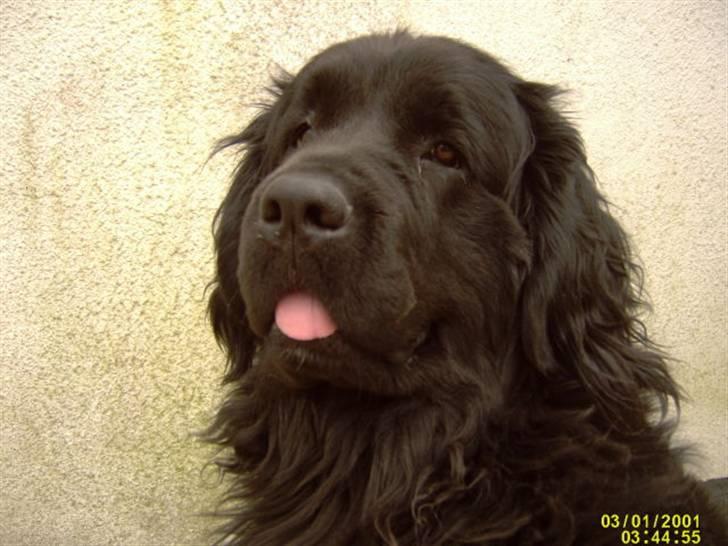 Newfoundlænder Kikki billede 1