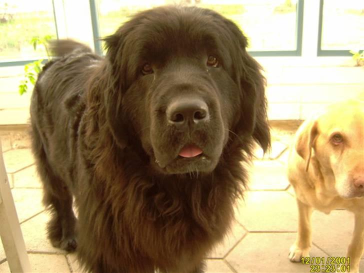 Newfoundlænder Kikki billede 2