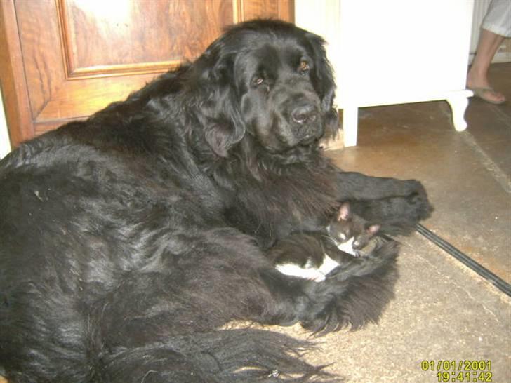 Newfoundlænder Kikki billede 3