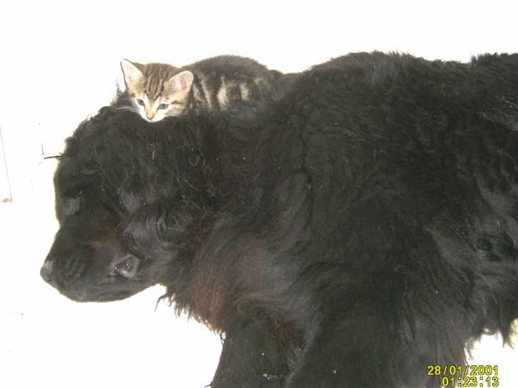 Newfoundlænder Kikki billede 4