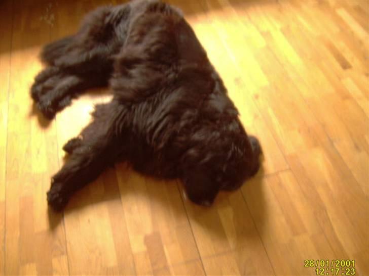 Newfoundlænder Kikki billede 5