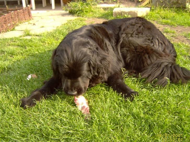 Newfoundlænder Kikki billede 6